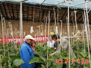 農業專家團 送教下鄉 扶貧又扶智 河北生物